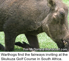 Warthogs find the fairways inviting at the Skukuza Golf Course in South Africa.