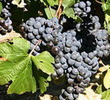 De Zalze Vineyards