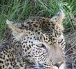 Leopard at Kirkman's Kamp