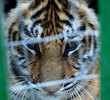 El Tigre Golf Club - Cub