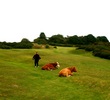 Pennard Golf Club in Wales - cows