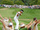 Y.E. Yang - PGA Championship at Hazeltine