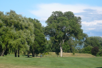 Niagara-on-the-Lake Golf Club - Trees