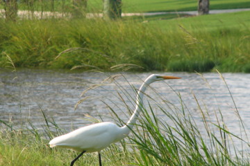 Osprey Point Golf Club - Wildlife