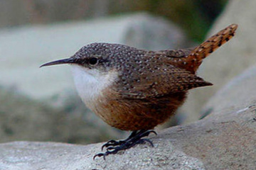 Canyon Wren