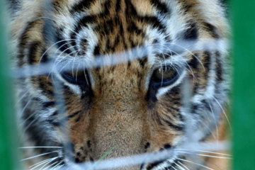 El Tigre Golf Club - Cub