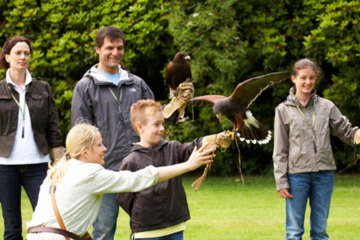 Gleneagles Hotel - falconry