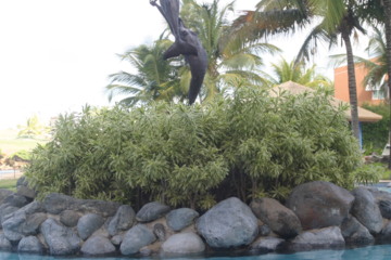 Dorado del Mar Resort - Pool Complex