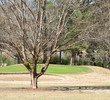 Jefferson Country Club - Trees