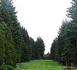 University Golf Club - Tall Trees