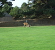 Sea Ranch Golf Links No. 1