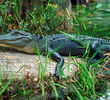 Okefenokee Swamp - Alligator
