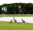 The Pines golf course at Sanctuary Cove