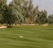 South Course at Talking Stick Golf Club - coyote