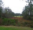 daytona - cypress head