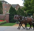 The American Club - horse-drawn carriage 