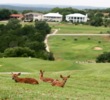 Highland Lakes Golf Course - fawns