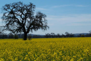 Mustard field