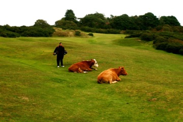 Pennard Golf Club in Wales - cows