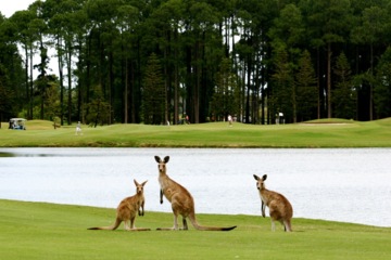 The Pines golf course at Sanctuary Cove