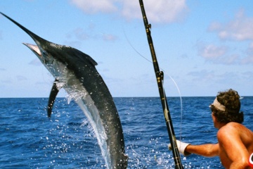 Florida sailfishing
