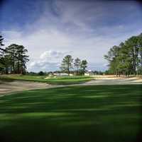 Pine Needles