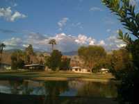 Date Palm CC