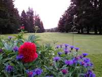 Vernonia GC