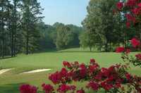 Pine Tree CC