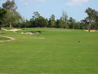 Blue Shark GC