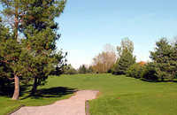 Twisted Pine at Madawaska: #1