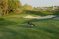 Lone Tree GC
