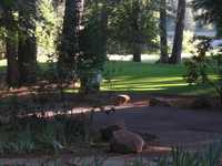 Forest Meadows GC