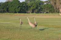 Sarasota GC