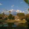 Date Palm CC