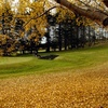 Otago GC: #16