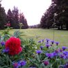 Vernonia GC