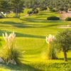 Korineum GCC