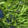The V GC: Aerial view