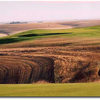 Wildhorse #2