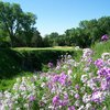 Lawsonia GC