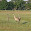 Sarasota GC