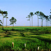 Eagle's Landing: #7