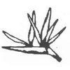 Maidstone Golf Club Logo