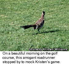 Roadrunner