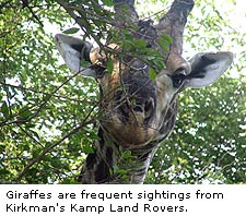 Giraffes
