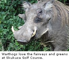 Warthogs